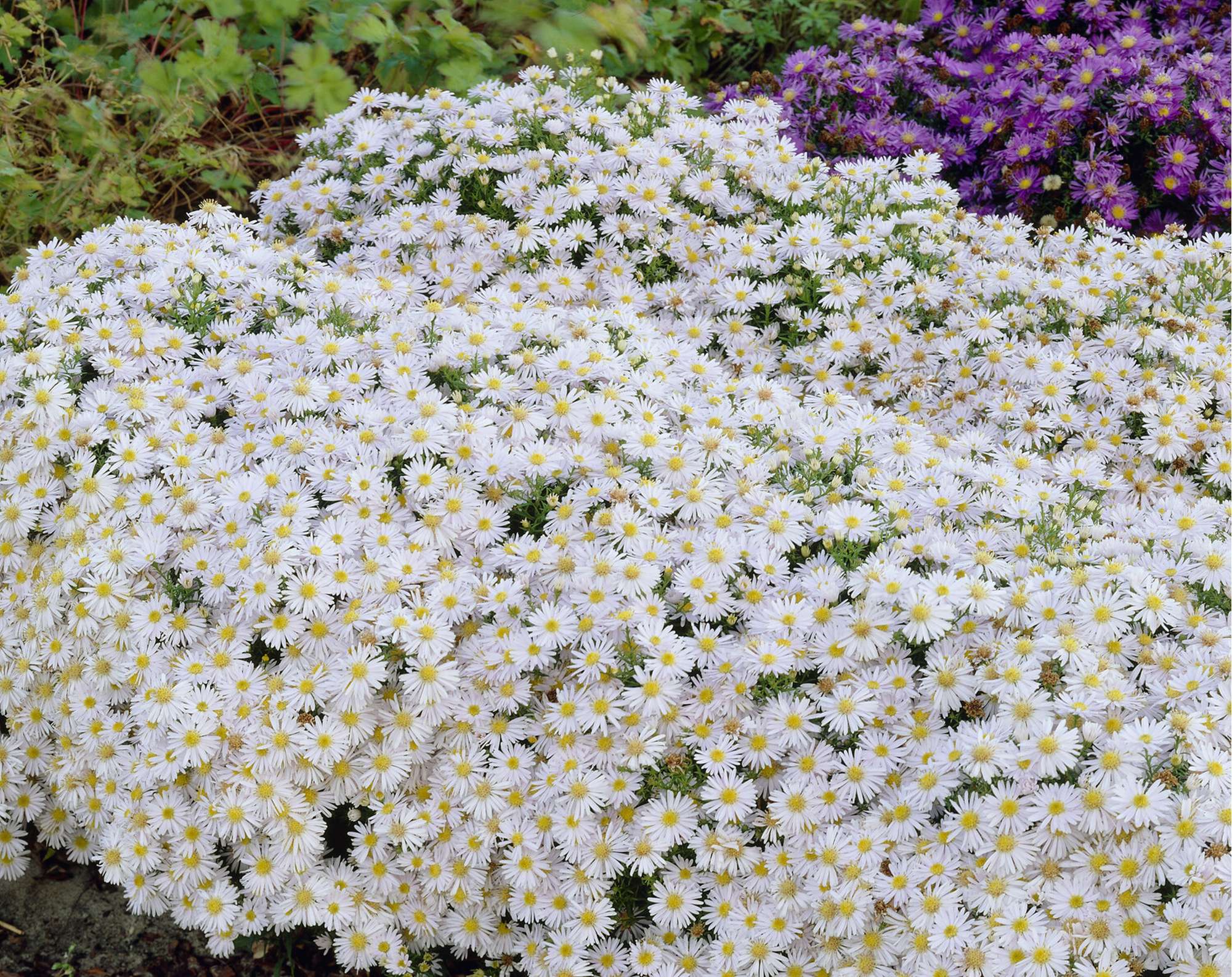 Aster 'Apollo'